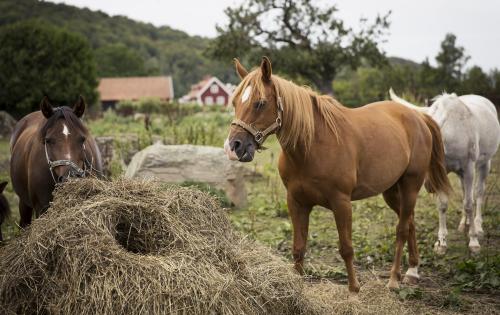 Horses grazing on a farm
